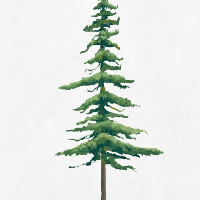 The Lonely Pine Tree